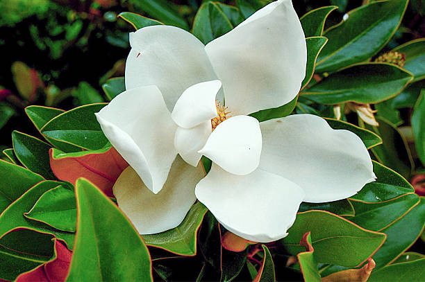 белый магнолия цветок - magnolia southern usa white flower стоковые фото и изображения