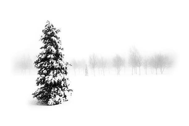 istock Christmas tree with snow on white background 612639640
