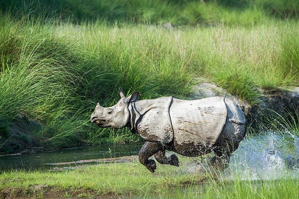 greater-horned nashorn in bardia nationalpark, nepal - chitwan stock-fotos und bilder