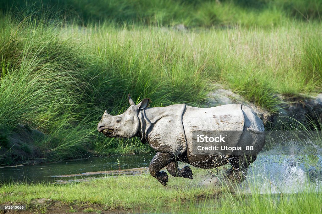 Maggiore corna di un rinoceronte Bardia Parco nazionale, Nepal - Foto stock royalty-free di Rinoceronte indiano