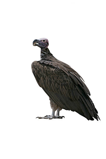 istock Lappet-faced vulture, Torgos tracheliotus 612640104