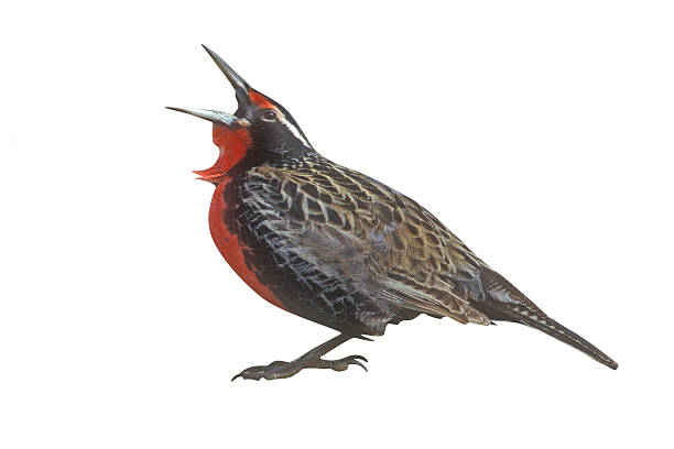istock Long tailed meadow lark or Military starling, Sturnella loyca 612640296