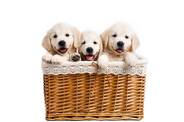 istock Three white Labrador puppy in a wicker basket 612640490