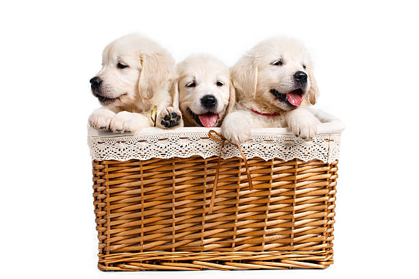 istock Three white Labrador puppy in a wicker basket 612640534