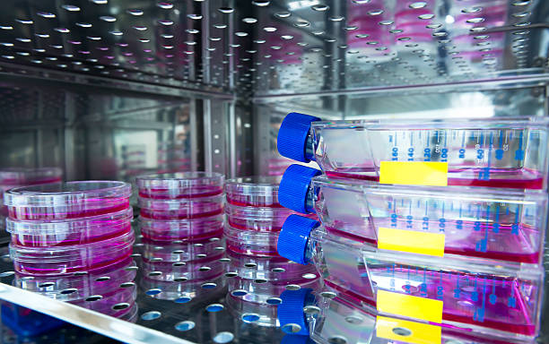 Various Mammailan Cells Are Cultured In Co2 Incubator Stock Photo -  Download Image Now - iStock