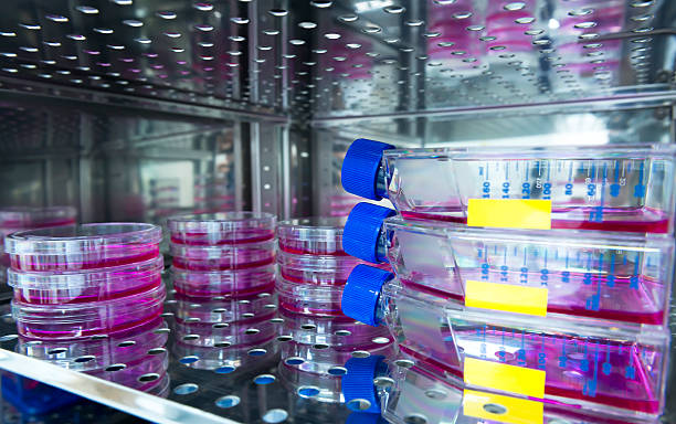 Various Mammailan Cells Are Cultured In Co2 Incubator Stock Photo - Download Image Now - iStock Various Mammailan Cells Are Cultured In Co2 Incubator Stock Photo - Download Image Now - iStock