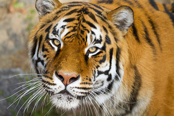 istock Portrait of Amur Tigers 612642988