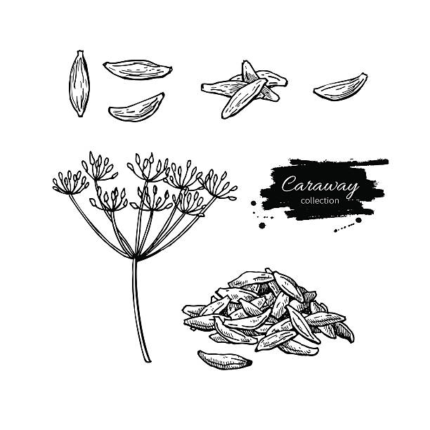 caraway vektor von hand gezeichnet illustration set. isoliertes gewürz objec - caraway seed stock-grafiken, -clipart, -cartoons und -symbole