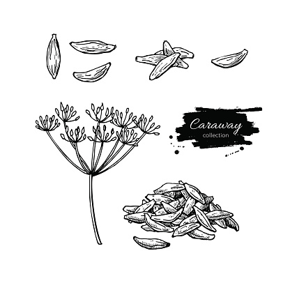 Caraway vector hand drawn illustration set. Isolated spice object. Engraved style seasoning. Detailed organic product sketch. Cooking flavor ingredient. Great for label, sign, icon