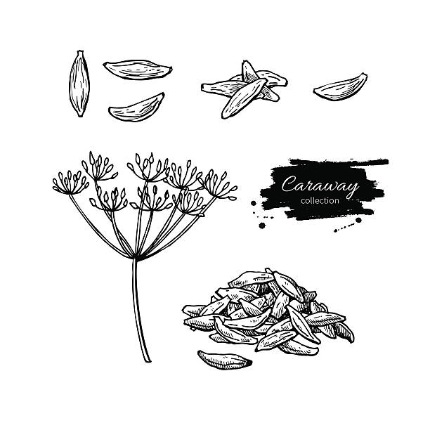 Caraway vector hand drawn illustration set. Isolated spice objec Caraway vector hand drawn illustration set. Isolated spice object. Engraved style seasoning. Detailed organic product sketch. Cooking flavor ingredient. Great for label, sign, icon caraway seed stock illustrations