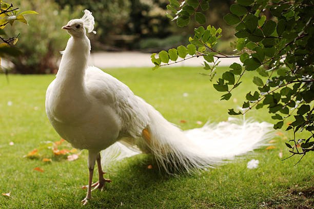 The white peacock walking on the garden