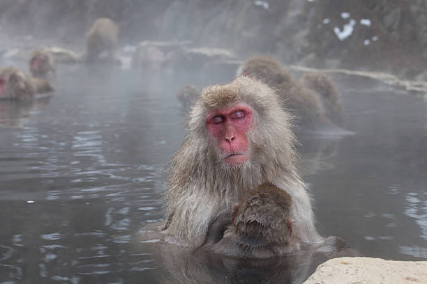 istock Japanese Monkey in Onsen 612645756