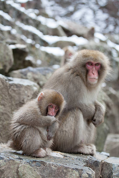 istock Japanese Monkey in Onsen 612646388