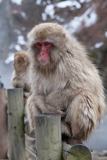istock Japanese Monkey in Onsen 612646752