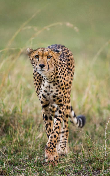 Cheetah in the savanna. Close-up. Kenya. stock photo