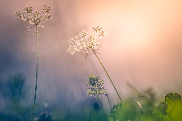 tramonto sui fiori selvatici sul campo - sunset day back lit autumn foto e immagini stock