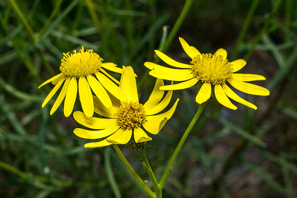istock closeup of wild meadow flowers 612650498