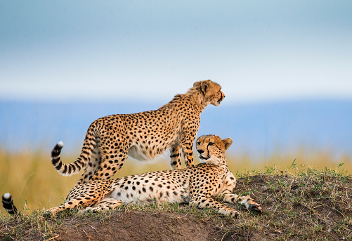 Couple of Masai Mara cheetahs relaxing in nature.