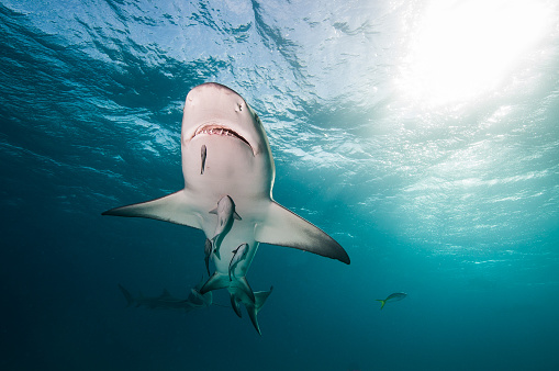 A lemon shark swimming over head with a sunburst breaking through the surface of the blue ocean