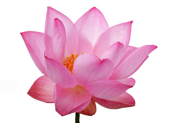 istock lotus flower isolated on white background. 612652936