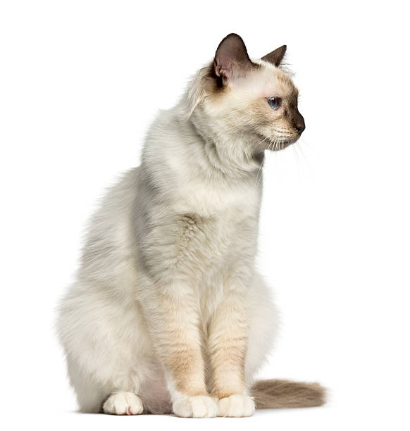 istock Front view of a Birman cat sitting isolated on white 612653030