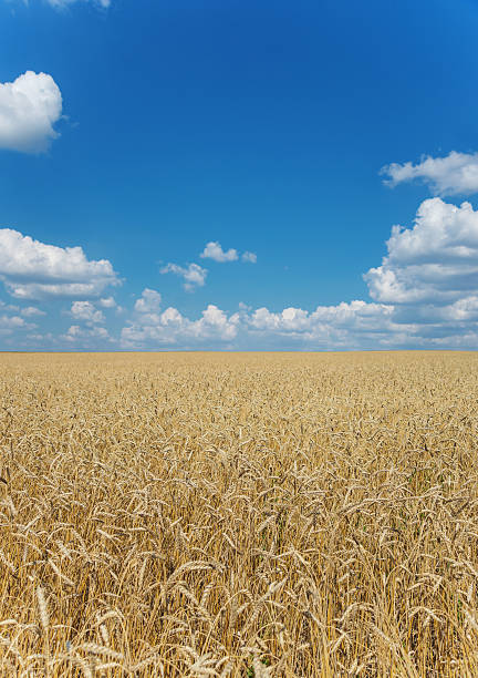 istock Field of ripe wheat and sky with clouds 612653278
