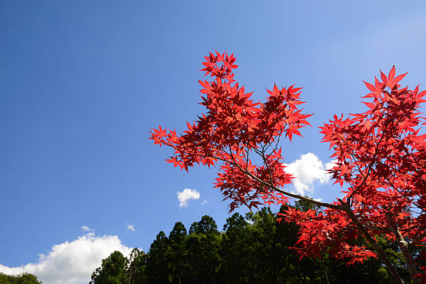 istock Autumn leaves - The leaves turn red in the fall. 612653608