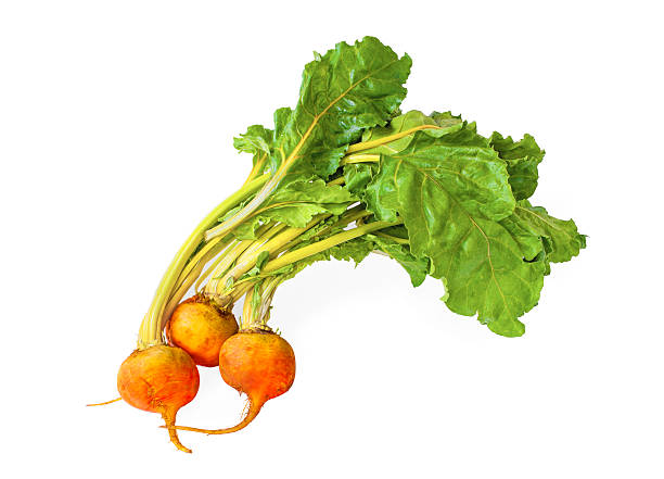 golden beets - beet common beet isolated root vegetable imagens e fotografias de stock