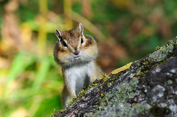 Portrait of a beautiful chipmunk. Chipmunk on a tree trunk. cheek stock pictures, royalty-free photos & images