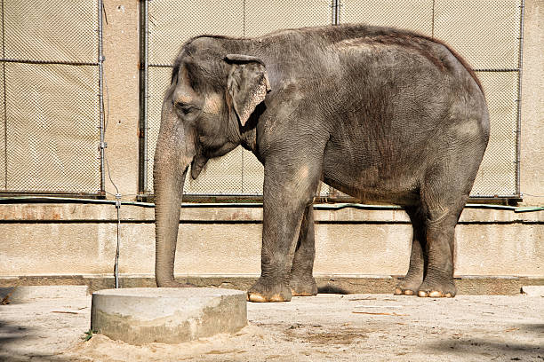 istock Young elephant standing by the fence 612655138