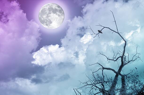 istock Full moon in cloudy sky with bare branches and bird. 612655360