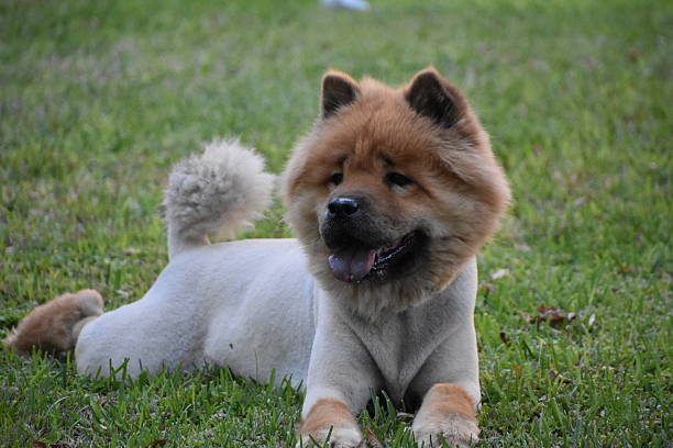 red chow red chow chow chow lion stock pictures, royalty-free photos & images