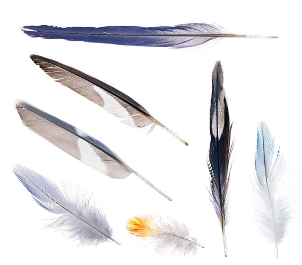 istock group of blue parrot feathers isolated on white 612656346