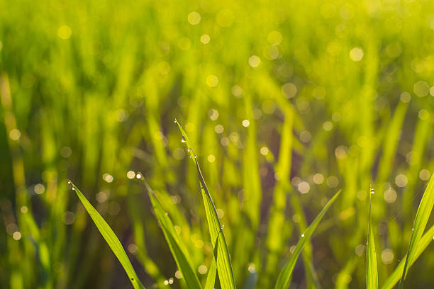 Rice plants at sunrise with water drops
