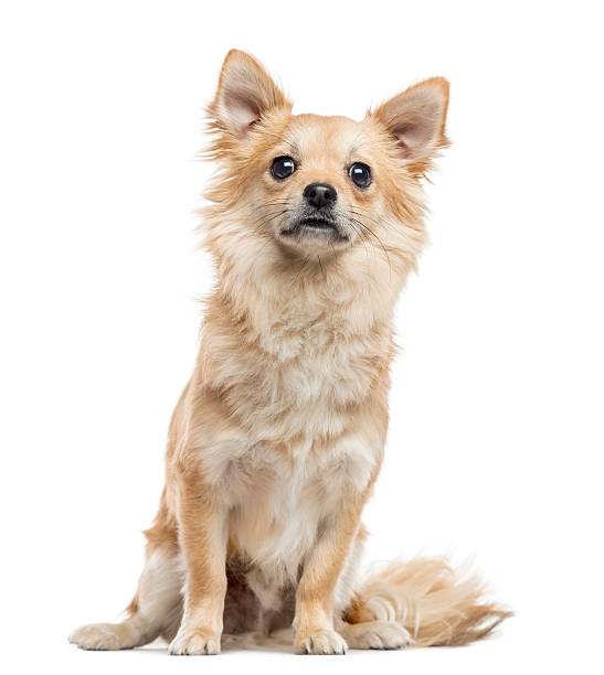 istock Chihuahua, 11 months old, isolated on white 612657196