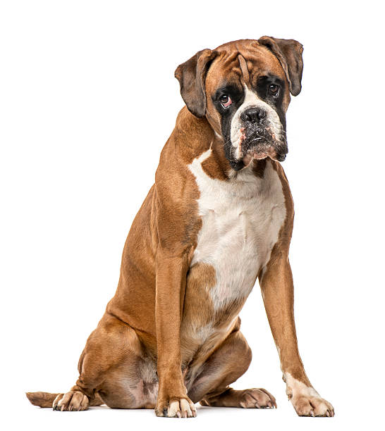 Boxer, 4 years old, sitting on white background