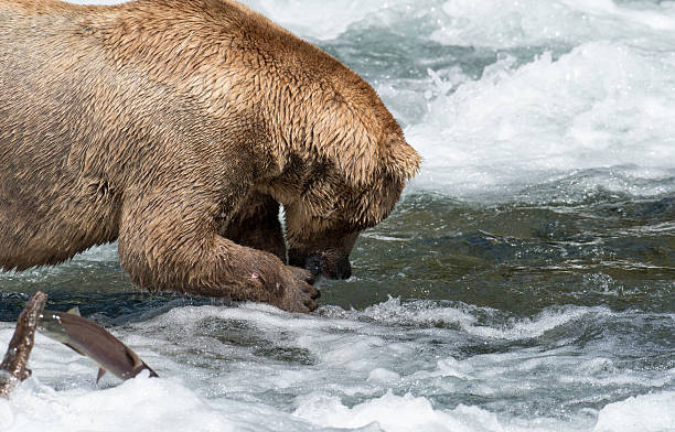 istock Alaskan brown bear eating salmon 612657952
