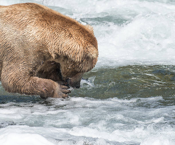 istock Alaskan brown bear eating salmon 612658034