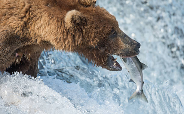 istock Alaskan brown bear catching salmon 612658766