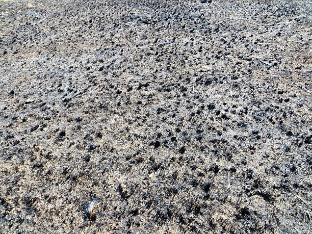 istock Burnt grass on a meadow on autumn 612658792