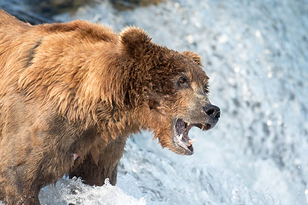 istock Alaskan brown bear waiting to catch salmon 612658828