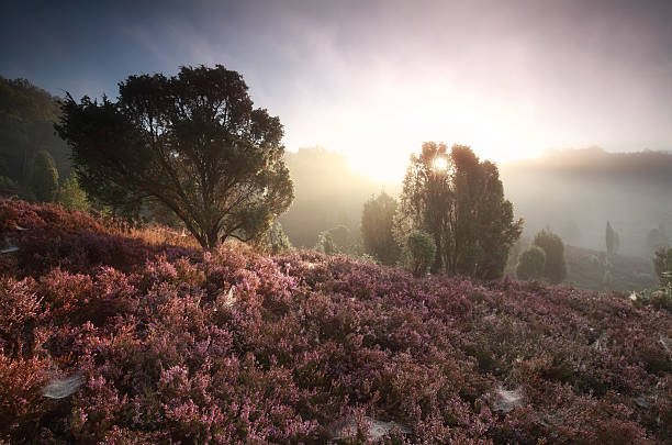 istock misty sunrise over hills with flowering heather 612659468