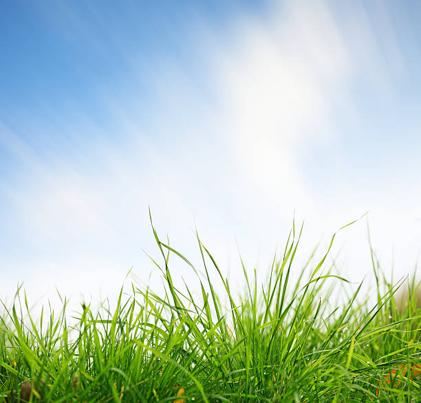 istock Green grass closeup with sky on background 612659662