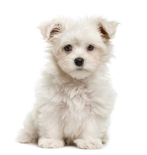 istock Maltese puppy, 3 months old, isolated on white 612659760