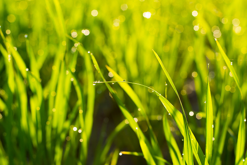 Rice plants at sunrise with water drops
