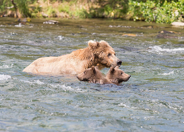 istock Alaskan brown bear sow and cubs 612660556