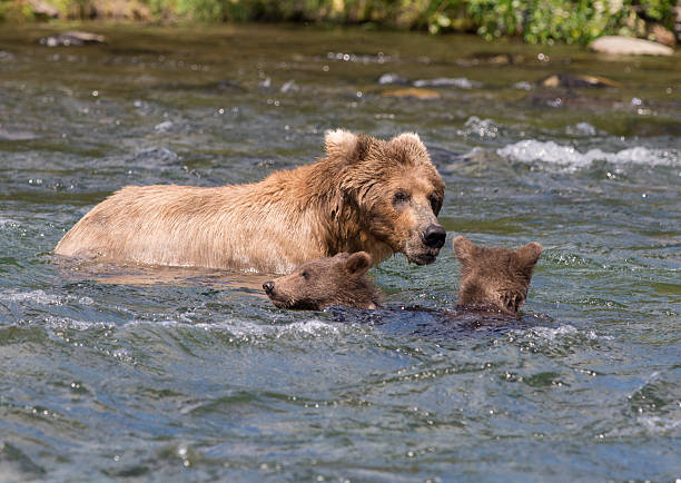 istock Alaskan brown bear sow and cubs 612660580