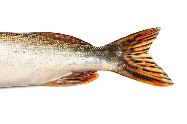 istock Fishtail of big pike isolated over white 612660636