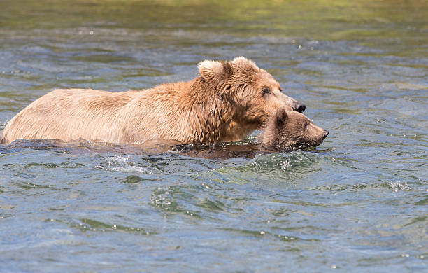 istock Alaskan brown bear sow and cubs 612660654