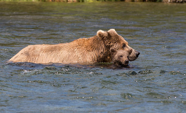 istock Alaskan brown bear sow and cubs 612660700